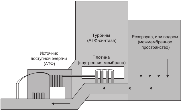 Эгоистичная митохондрия. Как сохранить здоровье и отодвинуть старость