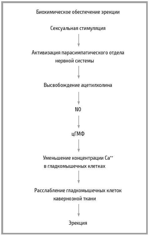 «Главный» мужской орган. Медицинские исследования, исторические факты и забавные культурные феномены