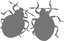 Битва жуков