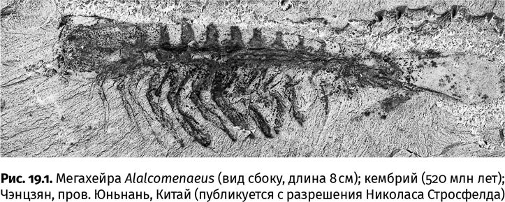 Сотворение Земли. Как живые организмы создали наш мир