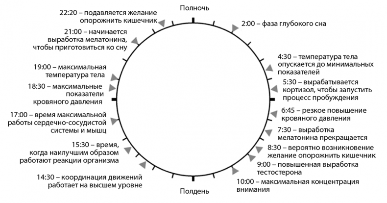 В своем ритме. Уникальный метод синхронизации с циклом, который изменит вашу жизнь за 28 дней