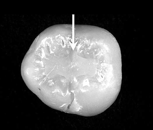 Homo Viridae: человек как вирус