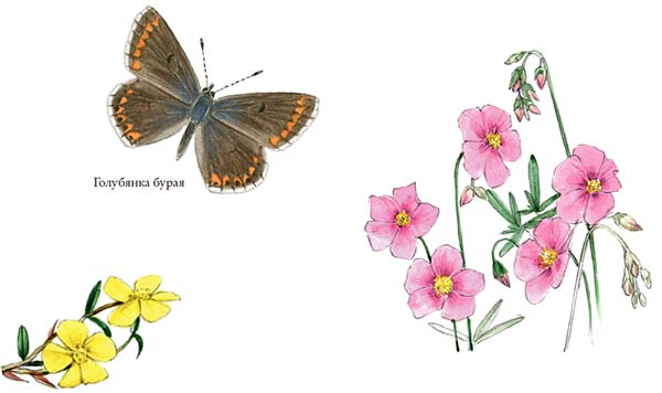 Бабочки. Основы систематики, среда обитания, жизненный цикл и магия совершенства