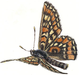 Бабочки. Основы систематики, среда обитания, жизненный цикл и магия совершенства