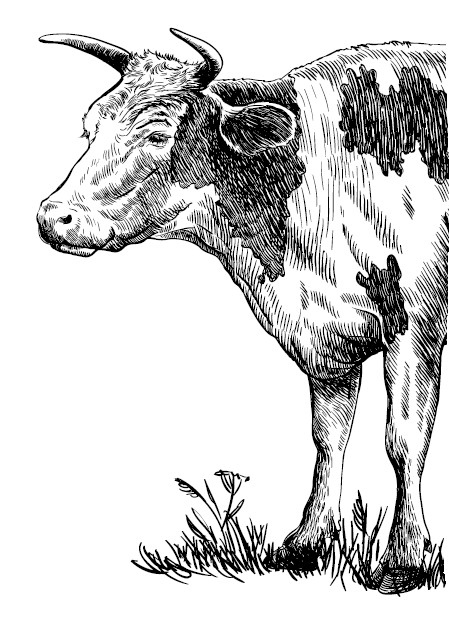 Секретная жизнь коров. Истории о животных, которые не так глупы, как нам кажется