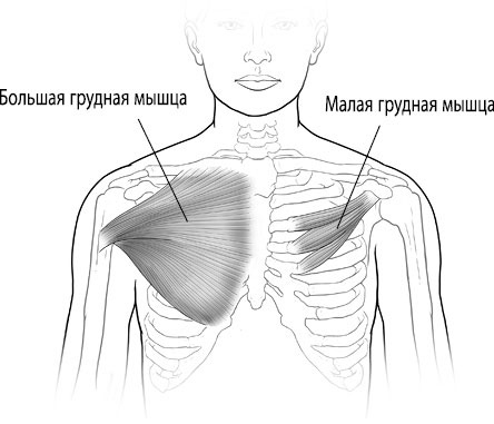 Тело исцеляет само себя. Глубокое изучение работы мышц и их связи с эмоциями