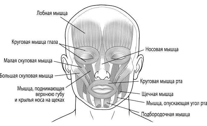 Тело исцеляет само себя. Глубокое изучение работы мышц и их связи с эмоциями