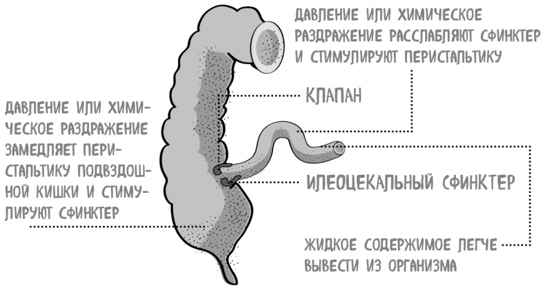 Пищеварение. Как у вас с ним? Все о тесной взаимосвязи между нашим здоровьем и тем, что, сколько и когда мы едим