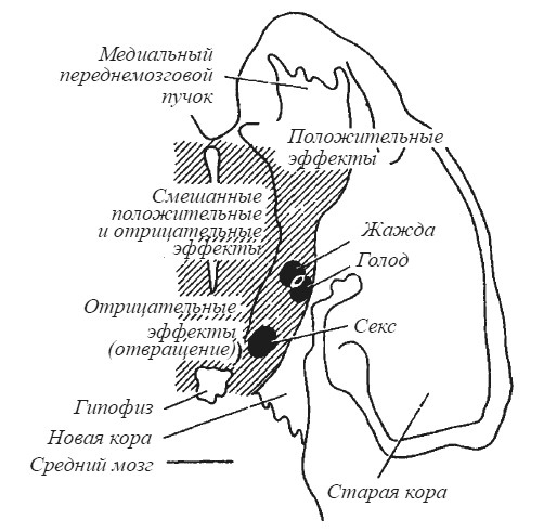 Эмоциональный мозг