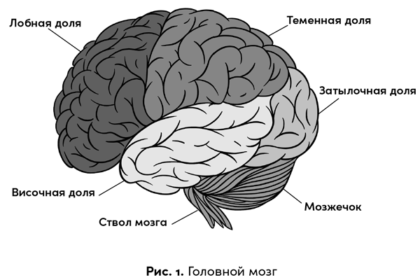 Боль в твоей голове. Откуда она берется и как от нее избавиться