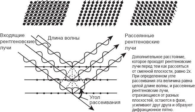 Генетический детектив. От исследования рибосомы к Нобелевской премии