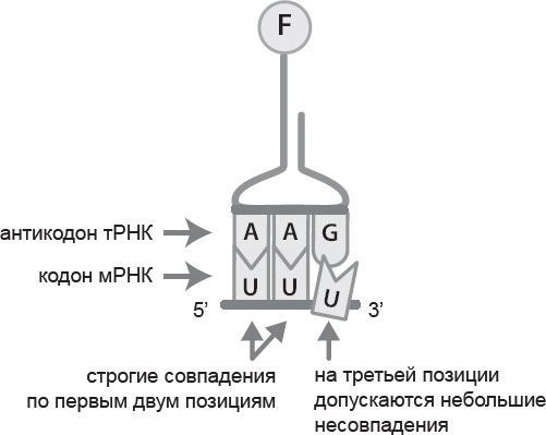 Генетический детектив. От исследования рибосомы к Нобелевской премии