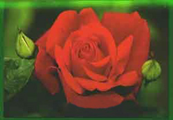 Иллюстрация к книге — Мне всегда везет! Символы фэн-шуй для вашего дома [Symbols-of-Feng-Shui-to-your-home-14.jpg]