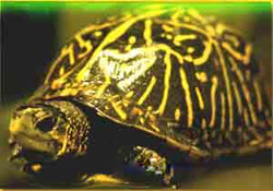 Иллюстрация к книге — Мне всегда везет! Символы фэн-шуй для вашего дома [Symbols-of-Feng-Shui-to-your-home-24.jpg]