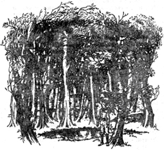 Иллюстрация к книге — Племянник Чародея [Magicians-nephew-03.jpg]