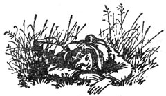 Иллюстрация к книге — Серебряное кресло [Silver-Chair-05.jpg]