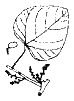Иллюстрация к книге — Амазония [i_02.png]