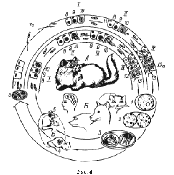 Иллюстрация к книге — Новые тайны нераспознанных диагнозов. Книга 1 [pic4.png]
