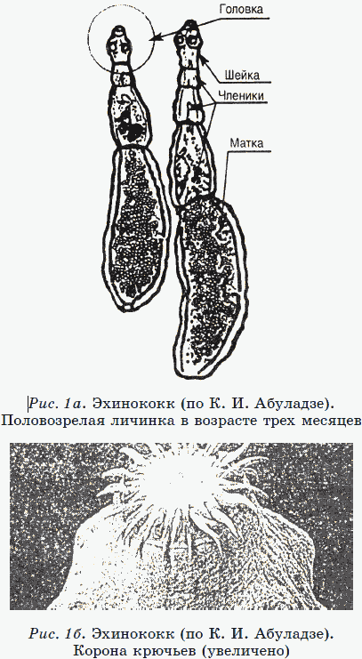 Иллюстрация к книге — Новые тайны нераспознанных диагнозов. Книга 2 [_04.png]