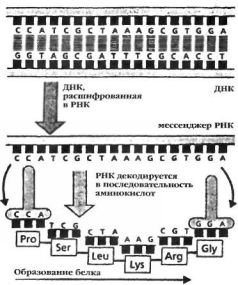 Иллюстрация к книге — Космический код [pic_57.jpg]