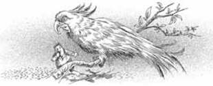 Иллюстрация к книге — Воббит [i_012.jpg]