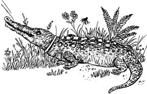 Иллюстрация к книге — Разбойник Хотценплотц и муравейник с начинкой [i_015.jpg]