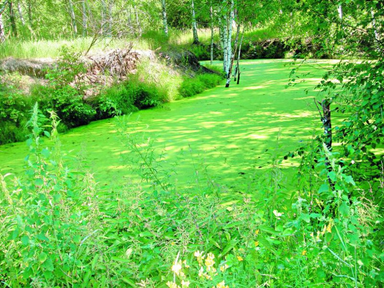 Иллюстрация к книге — Без любви жить нельзя [i_012.jpg]