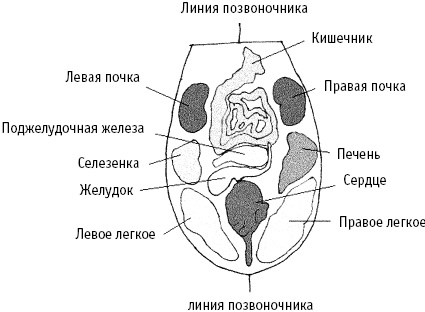 Большой атлас целительных точек. Китайская медицина на страже здоровья и долголетия