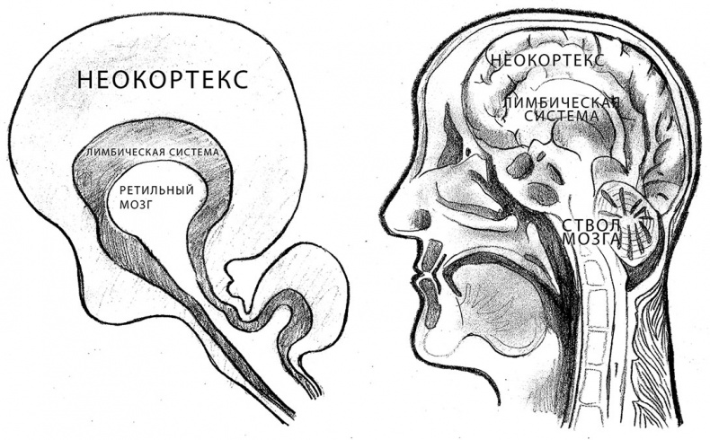 Иллюстрация к книге — Совершенный мозг [i_002.jpg]