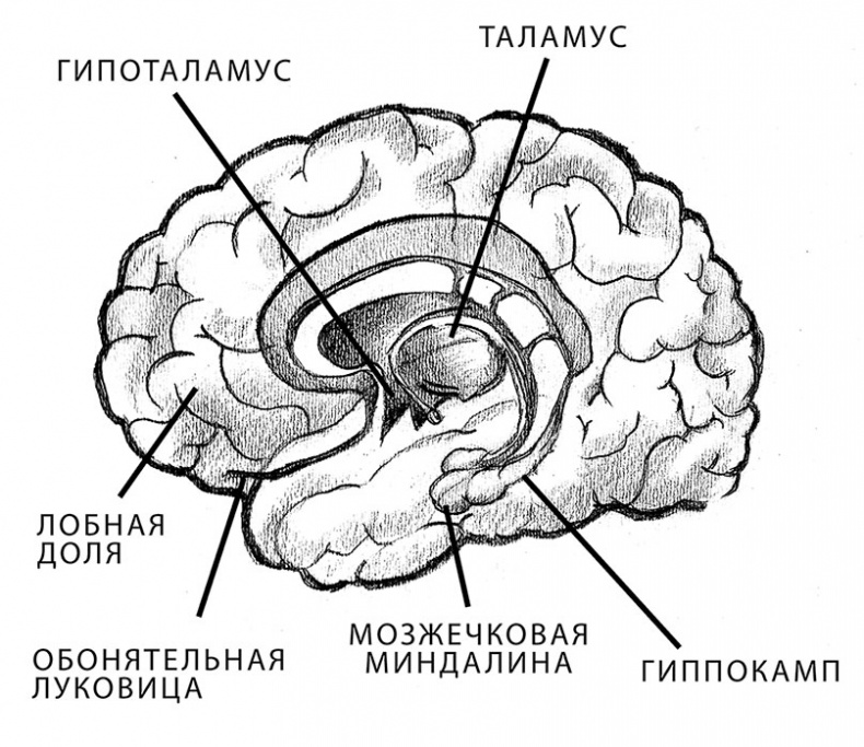 Иллюстрация к книге — Совершенный мозг [i_003.jpg]