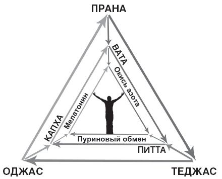 Иллюстрация к книге — Аюрведа. Философия и травы [i_013.jpg]