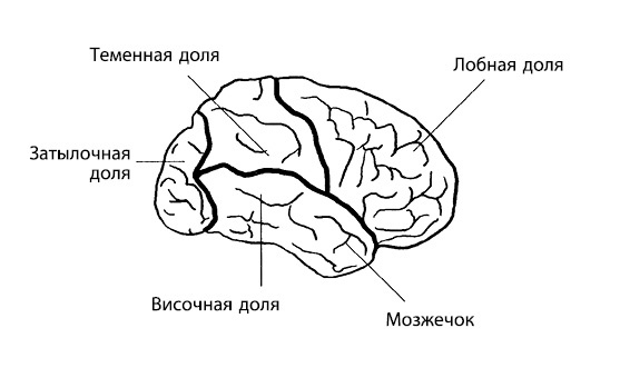 Иллюстрация к книге — Гиперактивный ребенок - это навсегда? Альтернативный взгляд на проблему [i_001.jpg]