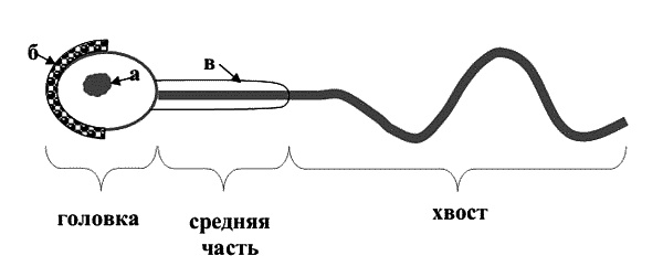 Иллюстрация к книге — Бесплодие – не приговор! [_07.jpg]