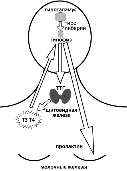 Иллюстрация к книге — Материнство. От зачатия до родов [ris2.jpg]