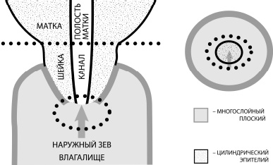 Иллюстрация к книге — Путь здоровья [_13.jpg]