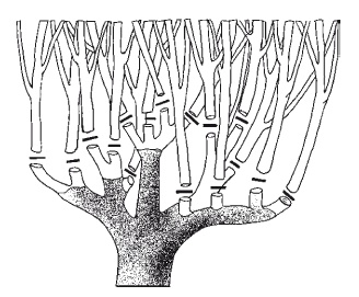 Иллюстрация к книге — Все об обрезке и прививке деревьев и кустарников [Autogen_eBook_id101.jpg]