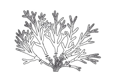 Иллюстрация к книге — Все об обрезке и прививке деревьев и кустарников [Autogen_eBook_id103.jpg]