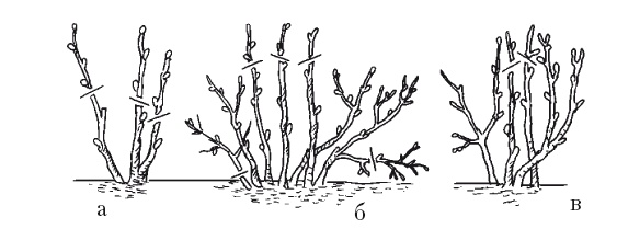 Иллюстрация к книге — Все об обрезке и прививке деревьев и кустарников [Autogen_eBook_id106.jpg]