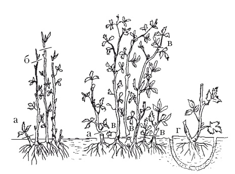 Иллюстрация к книге — Все об обрезке и прививке деревьев и кустарников [Autogen_eBook_id110.jpg]