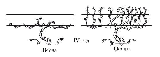 Иллюстрация к книге — Все об обрезке и прививке деревьев и кустарников [Autogen_eBook_id114.jpg]
