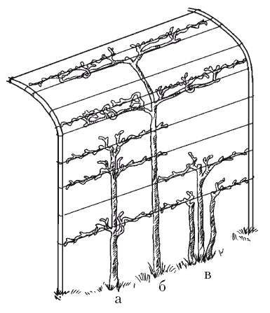 Иллюстрация к книге — Все об обрезке и прививке деревьев и кустарников [Autogen_eBook_id116.jpg]
