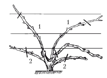 Иллюстрация к книге — Все об обрезке и прививке деревьев и кустарников [Autogen_eBook_id117.jpg]
