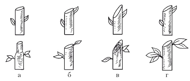 Иллюстрация к книге — Все об обрезке и прививке деревьев и кустарников [Autogen_eBook_id118.jpg]