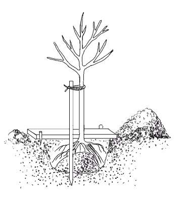 Иллюстрация к книге — Все об обрезке и прививке деревьев и кустарников [Autogen_eBook_id16.jpg]
