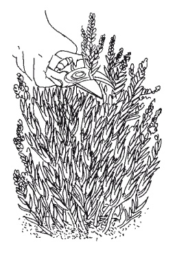 Иллюстрация к книге — Все об обрезке и прививке деревьев и кустарников [Autogen_eBook_id20.jpg]