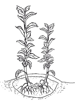 Иллюстрация к книге — Все об обрезке и прививке деревьев и кустарников [Autogen_eBook_id24.jpg]