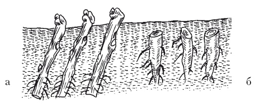 Иллюстрация к книге — Все об обрезке и прививке деревьев и кустарников [Autogen_eBook_id25.jpg]