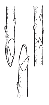 Иллюстрация к книге — Все об обрезке и прививке деревьев и кустарников [Autogen_eBook_id27.jpg]