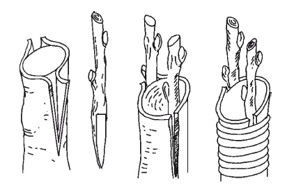 Иллюстрация к книге — Все об обрезке и прививке деревьев и кустарников [Autogen_eBook_id29.jpg]