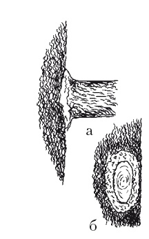 Иллюстрация к книге — Все об обрезке и прививке деревьев и кустарников [Autogen_eBook_id34.jpg]
